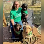 Maggie, Hazel, & Maple - @the_harris_labragirls - Instagram