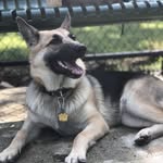 Maggie McCormick - @maggie_maple_travel_dog - Instagram