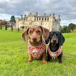 Maple, Maggie & Chloe 🐶👧🏼 - @mapleandmaggie1 - Instagram