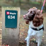 Maple - @maggie_maple_spanielsisters - Instagram