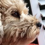 Maplemaggie - @maple_maggie - Instagram