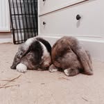🌈Maple,🌈Maggie 🖤& Merlin 🐰 - @maggieandmaple - Instagram