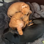 Molly and maggie - @_molly_maggie_maple_ - Instagram