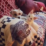 Maggie Marcus Morty and Mya - @maggie_andmarcus - Instagram
