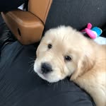 Maggie🐶 - @maggie_marks_her_spot - Instagram