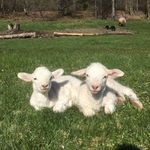 Maggie McGovern - @greenleaf.mcgovern - Instagram