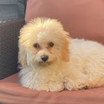 Maggie McManus 🐶 - @maggie_may_thecavachon - Instagram