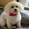 TwinkleToes - @maggiemcmanusball - TikTok