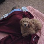 Maggie Melton - @maggie.golden.doodle - Instagram