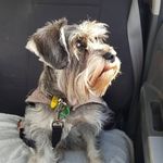 Miss Maggie Melton - @maggie_miniatureschnauzer - Instagram