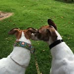 Maggie and Brodie-Greyhounds - @maggiemoo_n_brodieboo - Instagram