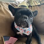 Magnolia Moon Child - @maggie.moon.the.frenchie - Instagram