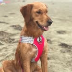 Maggie Mott - @golden_magaroni - Instagram