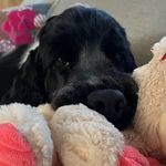 @maggie_muddypaws - Instagram