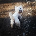 Maggie the Muddy Westie 🐶 - @muddymaggiethewestie - Instagram