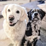 🩷Maggie & Oakley🩵 - @maggiethegoldretriever - Instagram