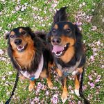 Maggie & Oakley🐾 - @magsandoaks - Instagram