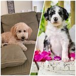 Maggie & Oakley - @m_o.doodles - Instagram