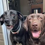 Maggie 🐾 Oakley 🐾 Gibby 🐾 - @morganpupz - Instagram