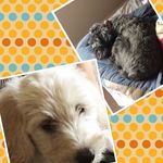 Maggie And Oakley - @maggie._.oakley - Instagram