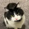 Maggie&Oakley - @lifewithoaks - TikTok