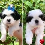 Maggie & Oliver - @maggie_oliver_shihtzu - Instagram