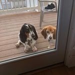 Maggie + Oliver + Abigail - @life.with.maggie.ollie.abby - Instagram
