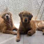 Maggie e Oliver - @maggie_oliver_golden - Instagram
