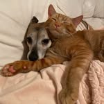 ᴍᴀɢɢɪᴇ 🐶 ᴍɪʟᴏ 🐱 ᴏᴛɪs 🐶 - @maggiemilootis - Instagram