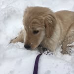 dogs - @maggie_baxter_otis - Instagram