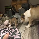 Gracie(Owner) - @maggie_and_otis_brown - Instagram
