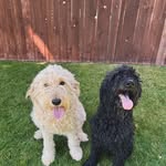 Maggie & Otis - @bendoregondoodles - Instagram