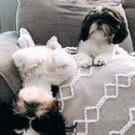 Maggie & Otis - @the_maggggg - Instagram