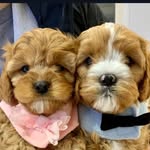 Maggie & Otis ❤️💛🧡 - @cavoodle_sibling_pups - Instagram
