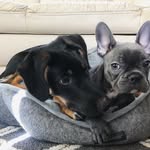 Maggie & Otis Allen - @maggie_and_otis - Instagram
