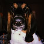 Maggie and Otis - @bakerbassets - Instagram