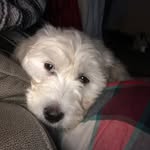 Maggie And Otis - @4maggieandotisdoodle - Instagram