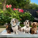 Maggie, Darcy, Otis & Rolo - @sausagesandgardens - Instagram
