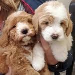 Maggie Mae ~ Otis - @maggiemae_and_otis - Instagram