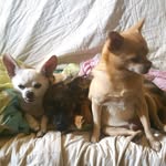 Maggie, Simon, Otis - @pupsofthehouse - Instagram