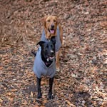 Otis & Maggie - @the_tails_of_maggie_and_otis - Instagram