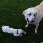 Otis And Maggie - @otis_maggie - Instagram