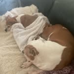 Otis and Maggie (and Yoga, too) - @otis_and_maggie - Instagram
