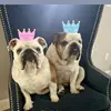 otisandmaggie - @otisandmaggie - TikTok