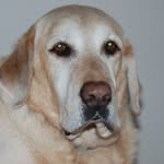 Otis/Otie The Dog - @otis.and.maggie.may - Instagram