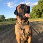 Simba, Maggie, and Otis - @massive_mastiffs - Instagram