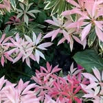 Margaret Plummer - @maggieplummer - Instagram