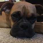 Maggie Redd - @reddboxermaggie - Instagram