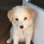 Maggie & Rex - @maggie_thebordercolliepup_5 - Instagram
