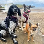 Maggie, Mila and Rex - @maggies.pack - Instagram